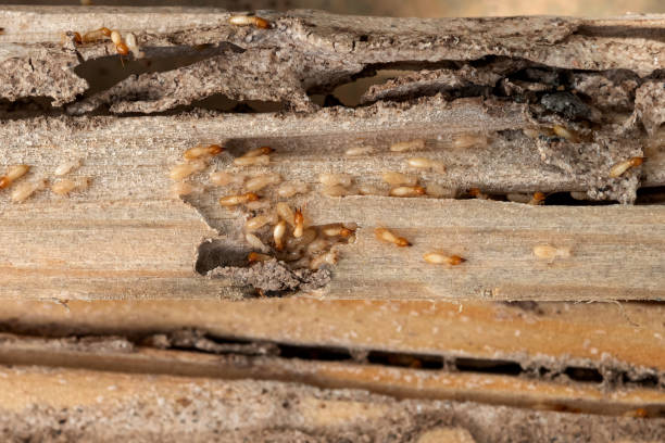 Best Mosquito Control Services  in Estacada, OR