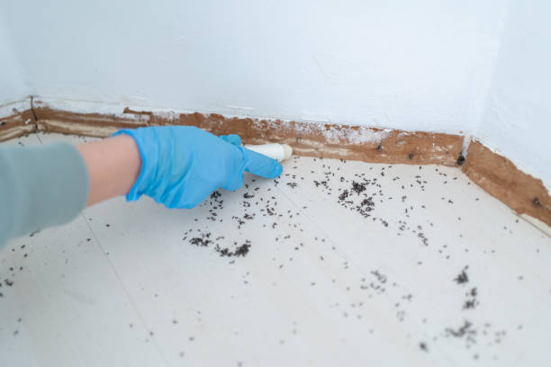 Best Termite Control Services  in Estacada, OR